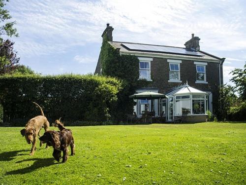 two dogs running in a field in front of a house at Dowfold House Bed and Breakfast in Crook
