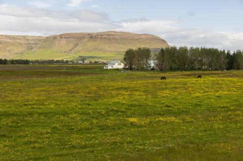 a field with horses grazing in a field with a mountain at South Central Apartments in Brautarholt