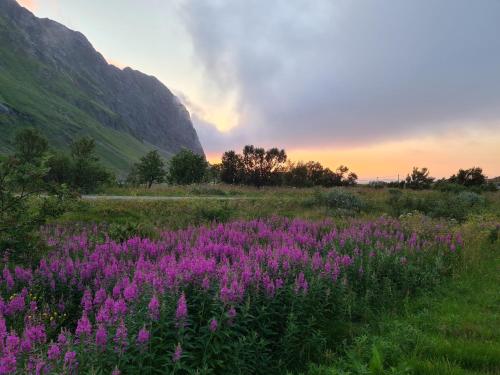 un campo de flores púrpuras con una puesta de sol en el fondo en Lauvåsstua-Charming house by the sea, en Bøstad