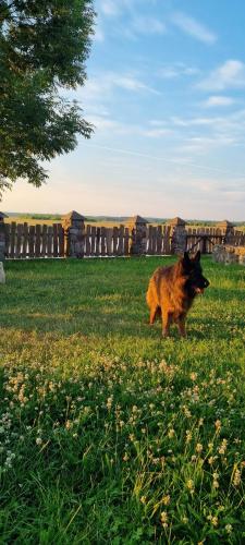 a dog walking in a field of grass at Filipówka in Sztabin