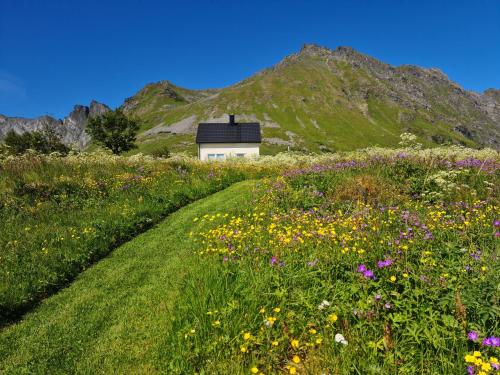 a house in the middle of a field of flowers at Lauvåsstua-Charming house by the sea in Bøstad