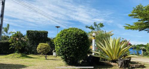 a group of bushes and trees in a park at Panutsaya Homestay in Wang Nam Khieo