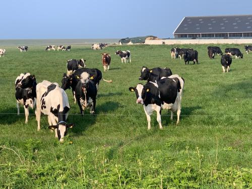 a herd of cows grazing in a field of grass at Camping 'de Val' in Zierikzee