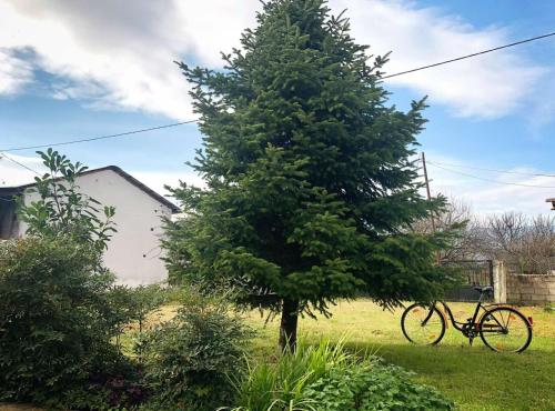 Una bicicleta estacionada junto a un árbol en un patio en Pet friendly House en Trikala