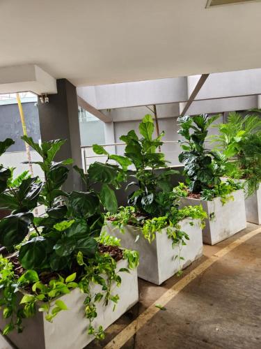 a group of plants in white pots in a room at San Diego Express Barro Preto in Belo Horizonte