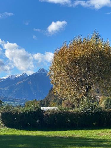 a tree in a field with mountains in the background at Unique Tiny Eco Lodges with gorgeous views to Jungfrau Massiv in Interlaken