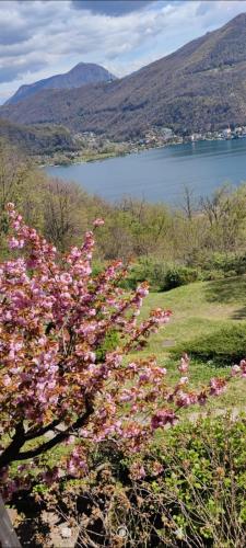 a bush with pink flowers in front of a lake at La Finestra sul Lago in Brusimpiano