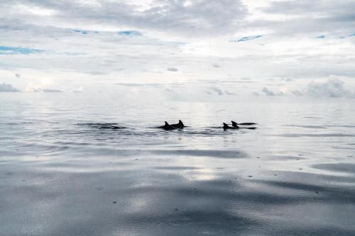 a group of dolphins swimming in the water at Biosphere Inn in Dharavandhoo