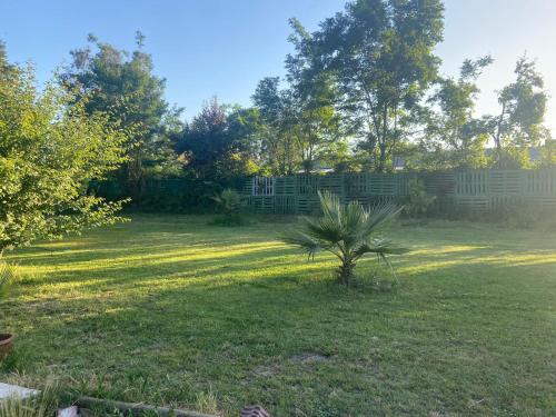 una palmera en medio de un patio en Cabaña de Campo Las Hortensias, en Chimbarongo
