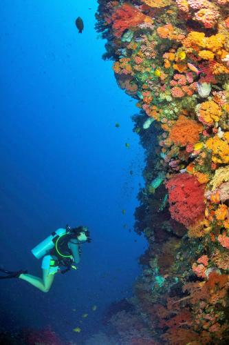 Majutusasutuse Quo Vadis Dive Resort külastajad