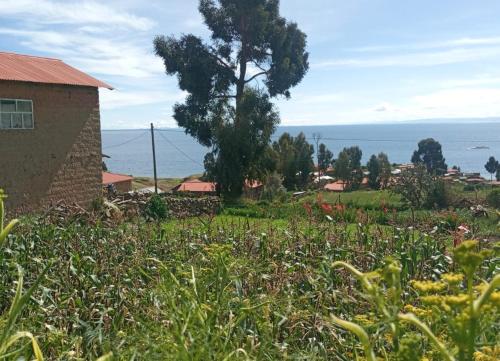 a field of grass with a tree and a building at BLUE SKY Amantani Lodge in Amantani