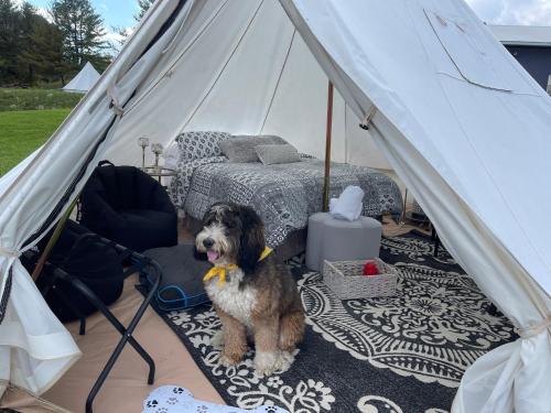 a dog sitting in a tent with a bed at Naturluxe & Stars in Watkins Glen