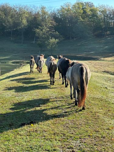 una manada de caballos caminando por un campo en Kishosszúrét Vendégház, en Pécsvárad