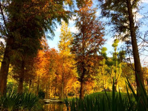 a group of trees with autumn colours in a park at 慎重開華莊園民宿 in Puli