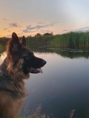 a dog is standing in front of a lake at Filipówka in Sztabin