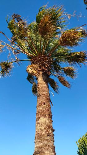 a palm tree against a blue sky at Villa Chimera in Pachino