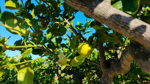 a tree with green fruit on it at Villa Chimera in Pachino