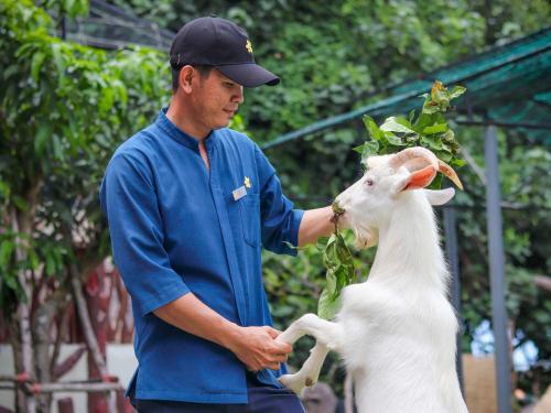 Człowiek głaskający kozę z zielenią w ustach w obiekcie Premier Village Phu Quoc Resort Managed by Accor w Duong Dong