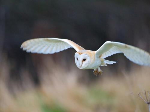 a small white bird flying in the air at 1 Bed in Goathland G0157 in Goathland