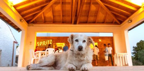 a white dog laying in front of a house at Masseria Dirupo in Noci