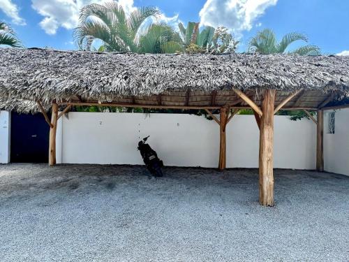 a black cat sitting under a thatched roof at Villa Clarissa No. 8 in Las Terrenas