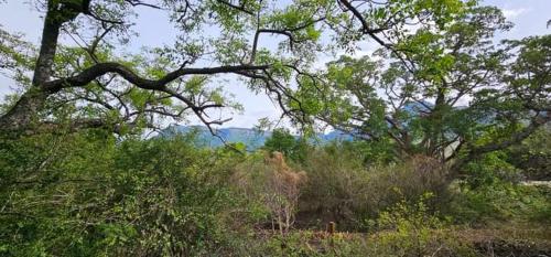 an elephant walking through the brush and trees at Marepe Flora Mountain View in Kampersrus AH