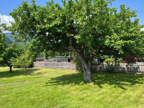 a tree in the middle of a grass field at Haus Altenmarkt in Möllbrücke