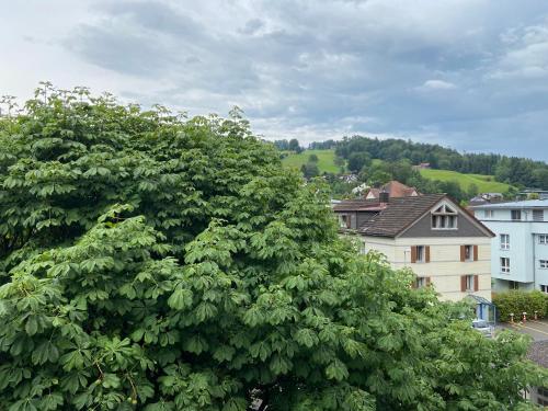 duże zielone drzewo w mieście z budynkami w obiekcie Hotel National w mieście Wattwil