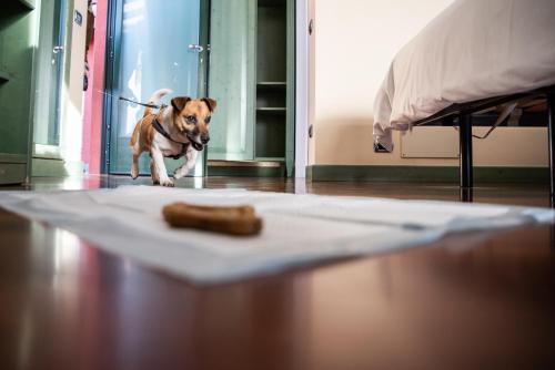 a dog on a leash walking next to a plate of food at Hotel Residence Montelago in Ternate
