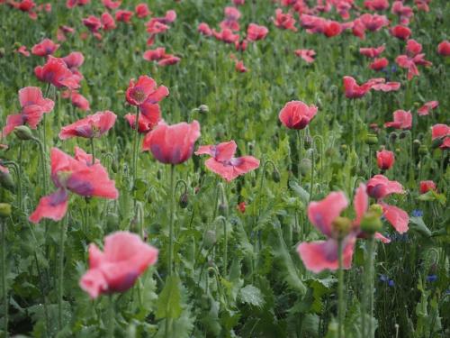 a field of red flowers in a field at Jutta´s Ferientraum in Kottes