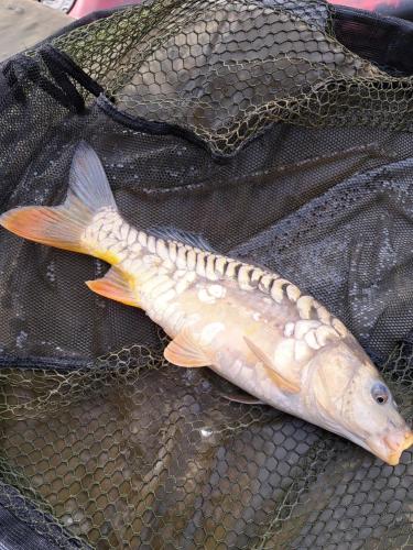 a fish is laying on a net at Boardman's Lodge in Peterborough