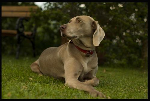 a brown dog laying on the grass in the grass at Monte A Pescia in Pescia