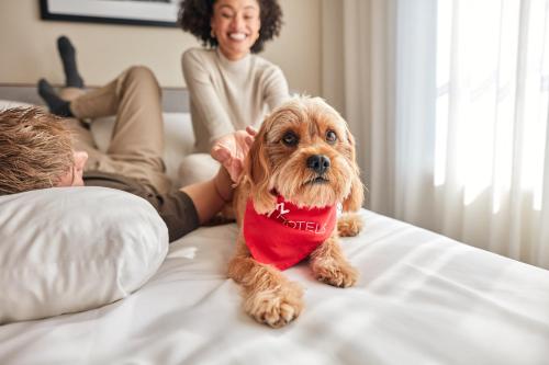 Virgin Hotels Nashville في ناشفيل: وجود كلب يجلس على سرير بجانب امرأة
