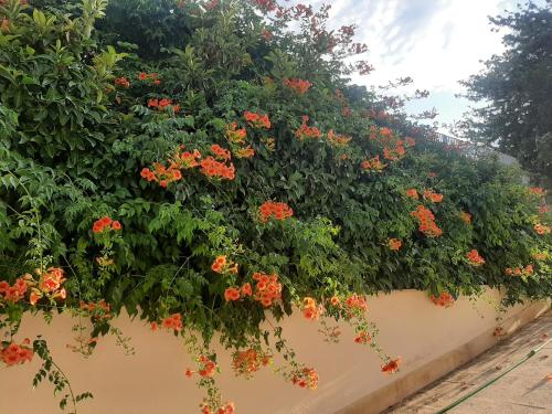 The Orange Groove photo 26