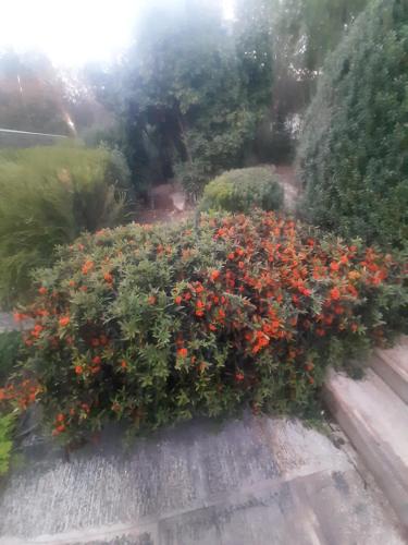 The Orange Groove photo 30