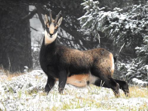 a goat standing in a field in the snow at Farm Stay "Alpine Dreams" in Solčava