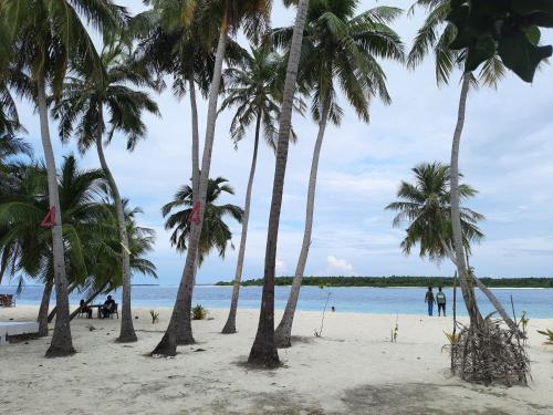 a group of palm trees on a beach at Madi Giri Guest House in Maalhos