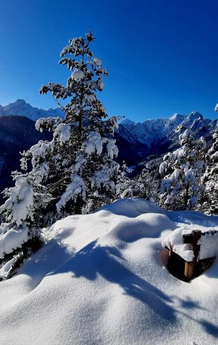 a snow covered tree sitting on top of a snow covered mountain at Shepherds House "Alpine Dreams" in Solčava