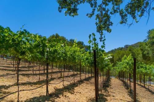 a row of green trees in a field at Serene Vineyard Chateau with Pool, Hot Tub, BBQ in Carmel Valley
