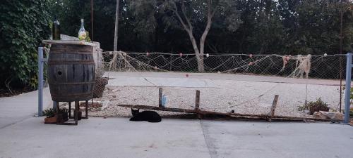 a black cat sitting on the ground next to a fence at Apartmani Pelješac Sova in Sreser