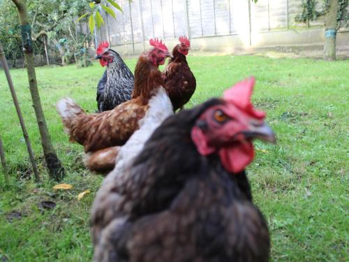 a group of chickens standing in the grass at Swallow's Nest in Gainsborough