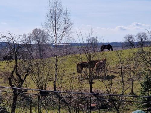 two elephants are grazing in a field with trees at Ferienwohnung "Gartenblick" in Marlow