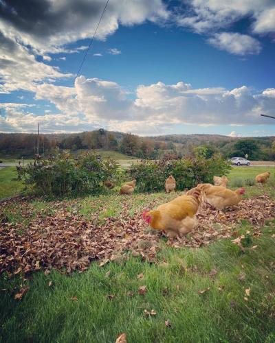 a group of chickens laying in the grass at Bloom Farm Guesthouse in Mount Vision