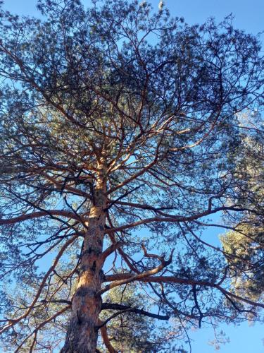 a tall pine tree with its branches at Apartman Zeleni vrhovi in Divčibare