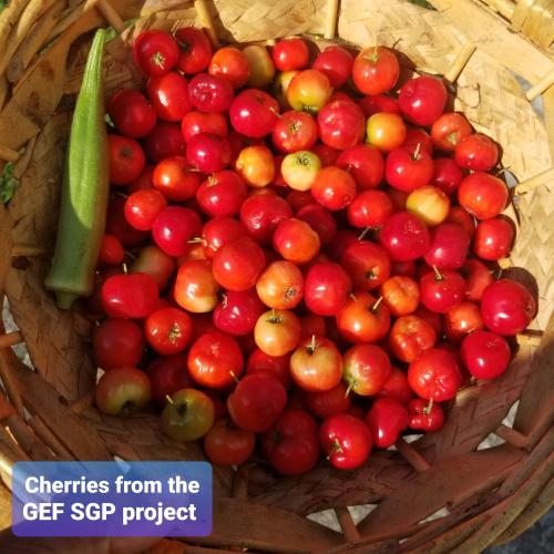 a basket of fruits and vegetables with the words crit spec project at Veronica Homestay Lucea Jamaica in Lucea