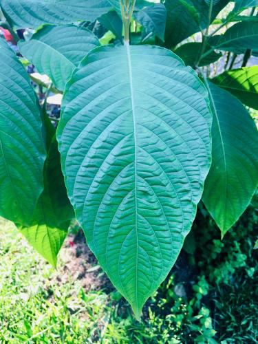 Estrela Guia EcoPousada & EcoTurismoにある庭
