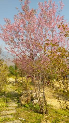 a tree with pink flowers in a field at Ngoc Chien Pearl in Ngọc Chiến
