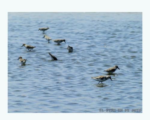 un grupo de aves de pie en el agua en Paraiso Retiro, en Huacho