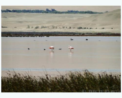 dois flamingos no meio de uma massa de água em Paraiso Retiro em Huacho