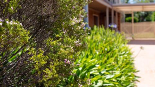a row of green bushes with flowers in front of a house at Marilyn's in Callala Beach